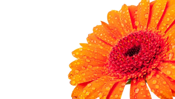 Gerber kwiat detal — Zdjęcie stockowe
