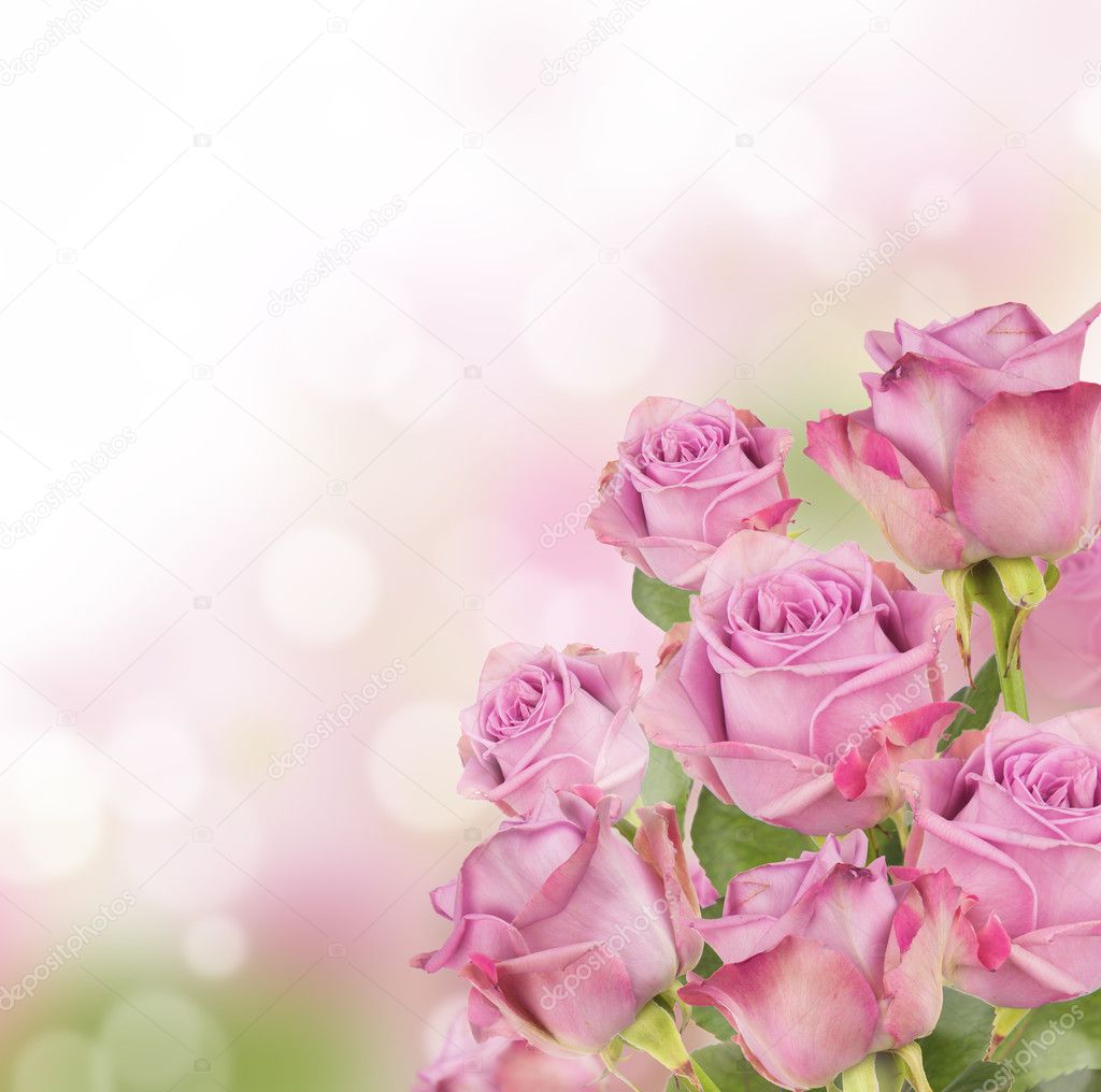 Pink roses