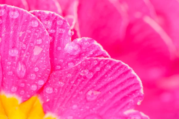 Flower detail — Stock Photo, Image