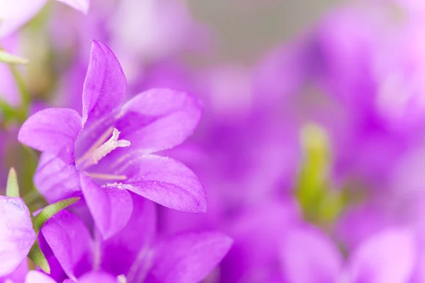 Květ detail — Stock fotografie