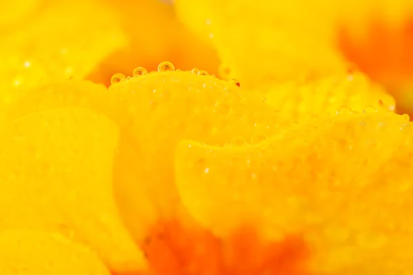 Λουλούδι λεπτομέρεια — Φωτογραφία Αρχείου