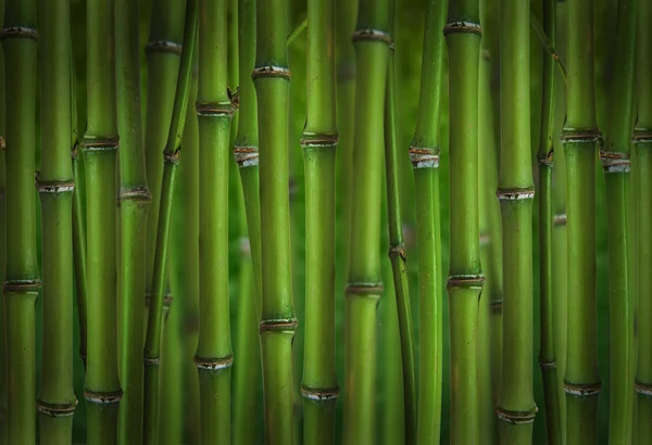 Árvores de bambu — Fotografia de Stock