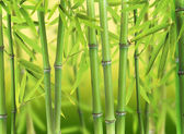 bambusové lesy
