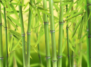 Bambu ormanı