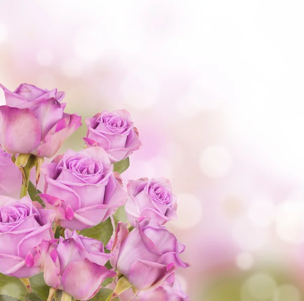 Roses — Stock Photo, Image