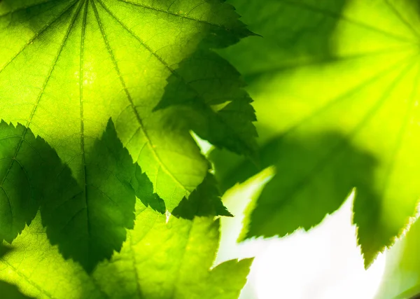 Sfondo della natura — Foto Stock