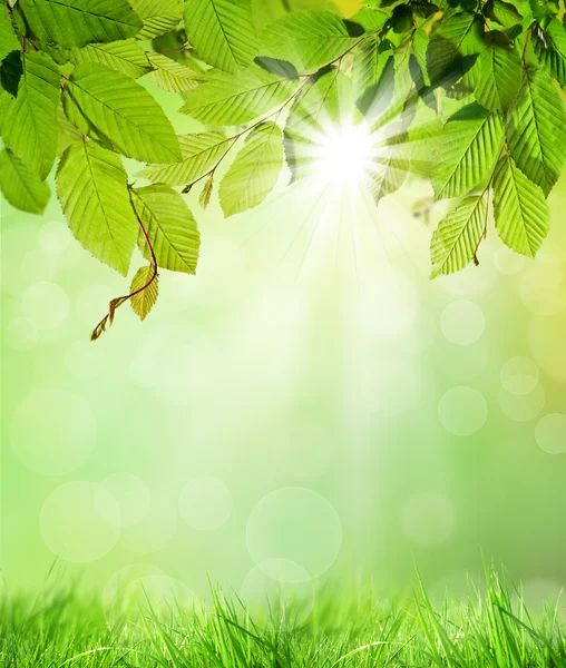 Natürlicher Hintergrund — Stockfoto