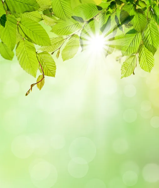 Fundo natural — Fotografia de Stock