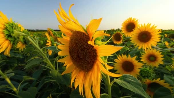 Sunflowers — Stock Video