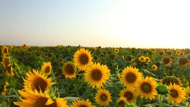 Girasoles — Vídeo de stock