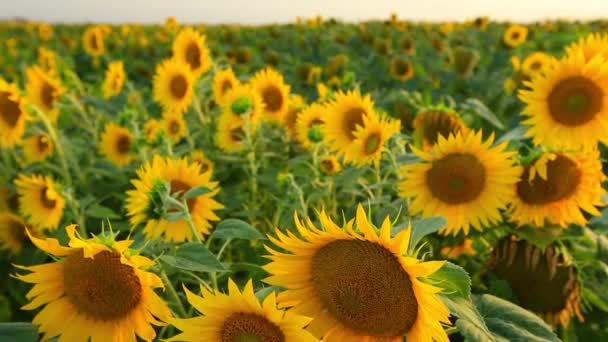 Girasoles — Vídeo de stock