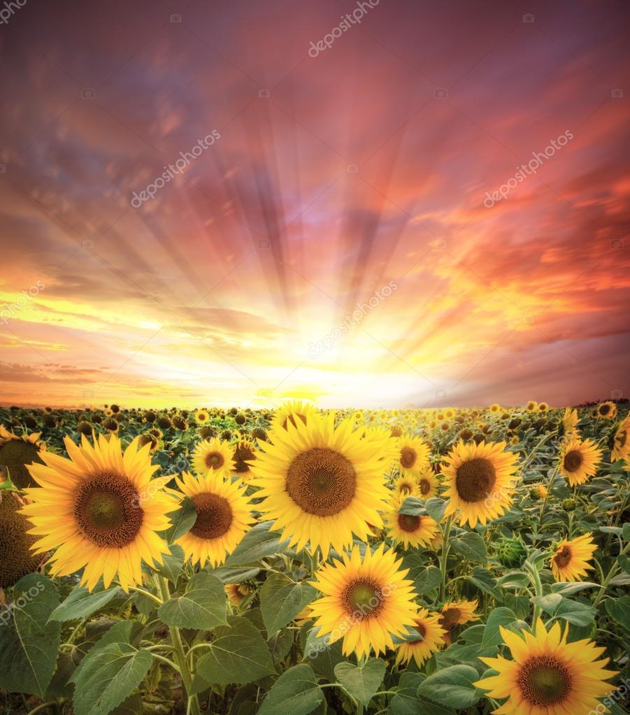 Collection 97+ Pictures The Tecumseh Sunflower Field Yellow Springs Photos Sharp