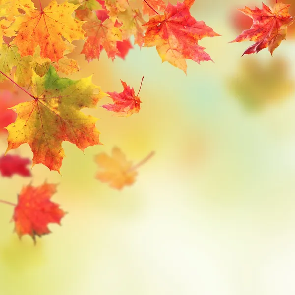 Autumn leaves — Stock Photo, Image