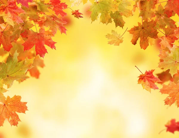 Autumn leaves — Stock Photo, Image