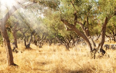 zeytin ağacı meyve bahçesi