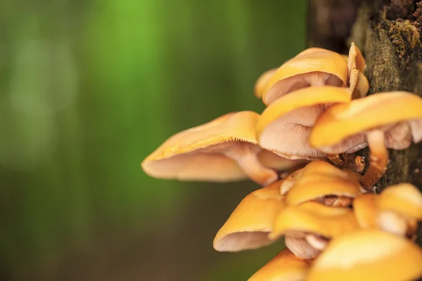 Forest mushrooms — Stock Photo, Image