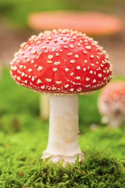 Amanita muscaria — Foto de Stock