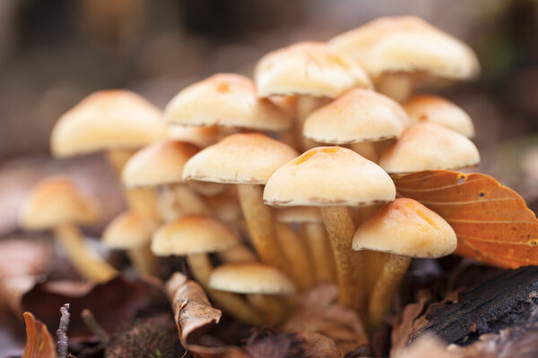 Лесные грибы
