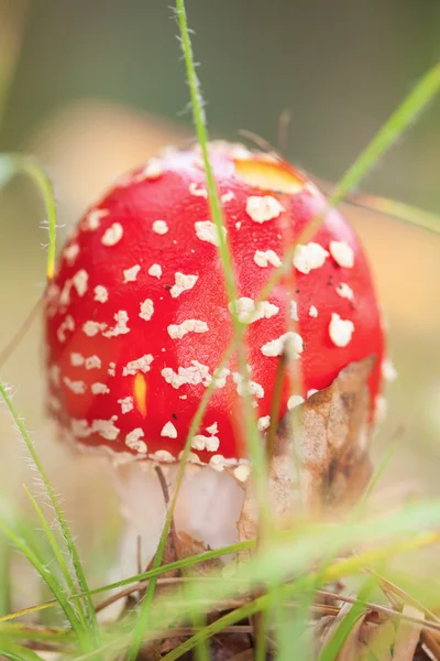 Amanita muscaria — Foto de Stock