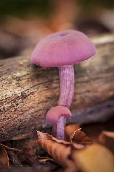 毒蘑菇 — 图库照片