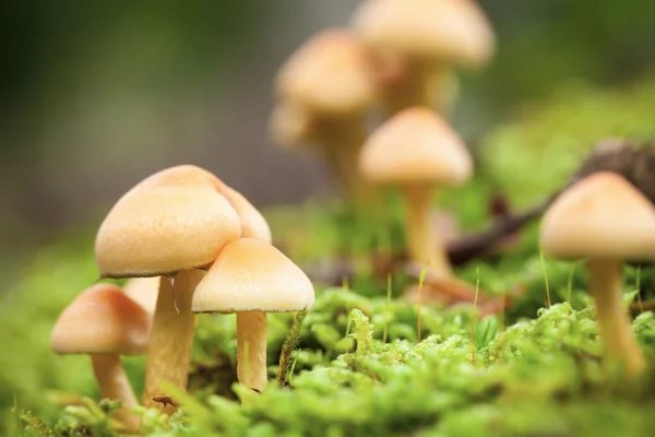 Funghi della foresta — Foto Stock