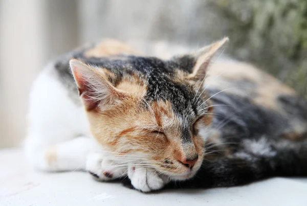 Gato adormecido — Fotografia de Stock