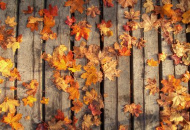 Sonbahar Yaprakları