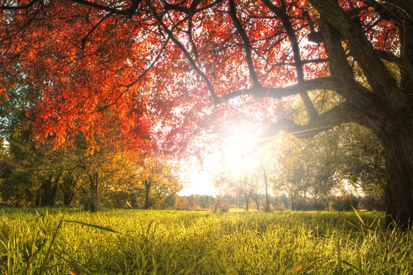 Herbstbaum — Stockfoto