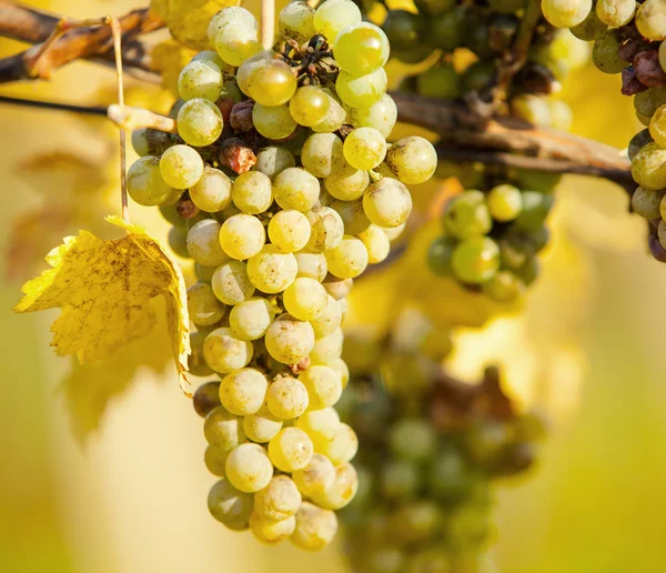 Uvas de vinho — Fotografia de Stock