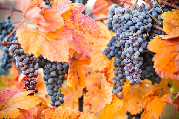 Uvas de vinho — Fotografia de Stock