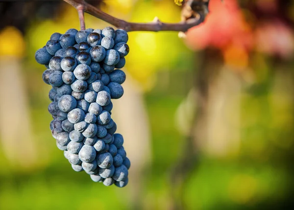 Uvas de vinho — Fotografia de Stock