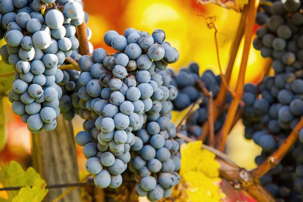 Uvas de vinho — Fotografia de Stock