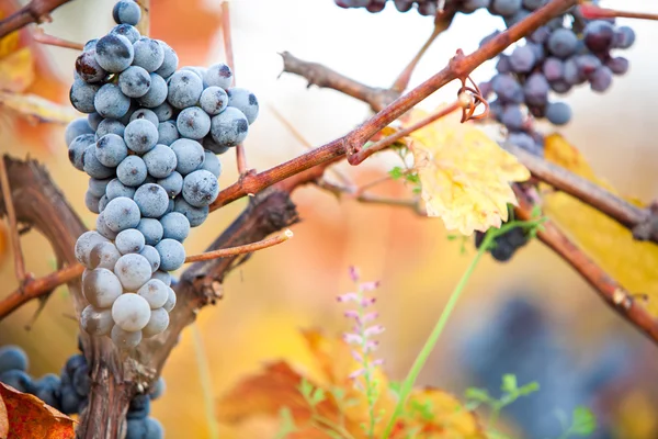 Uvas de vinho — Fotografia de Stock