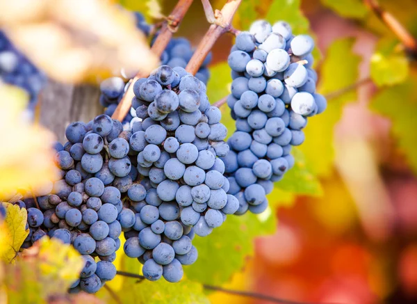 Wine grapes — Stock Photo, Image