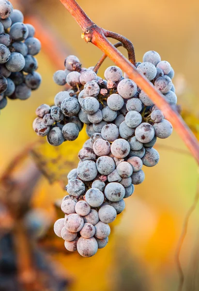 Wine grapes — Stock Photo, Image