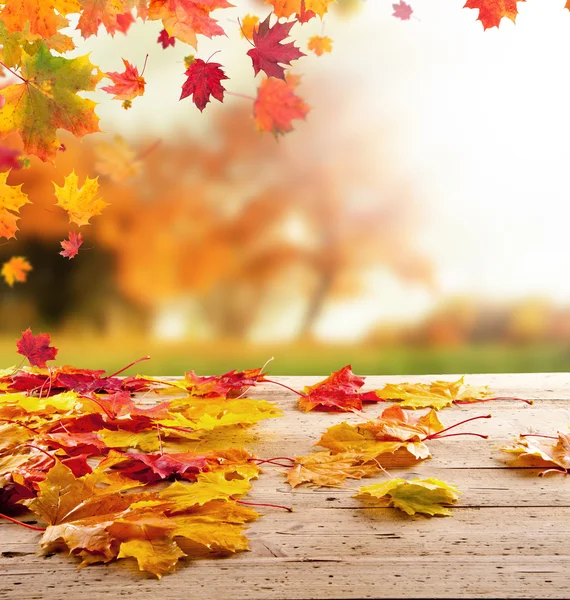 Autumn leaves — Stock Photo, Image