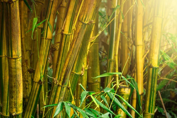 Bambu ağaçları — Stok fotoğraf