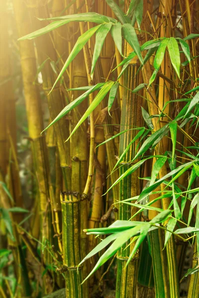 Árvores de bambu — Fotografia de Stock