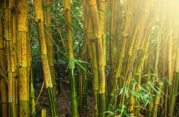 Árboles de bambú —  Fotos de Stock