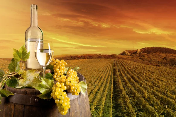 Wine in vineyard — Stock Photo, Image