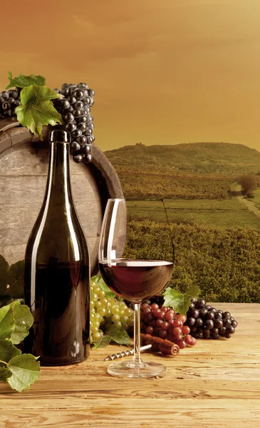 Vino in vigna — Foto Stock