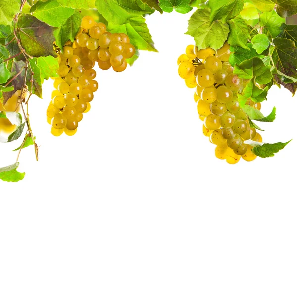 White wine grapes isolated on white background — Stock Photo, Image