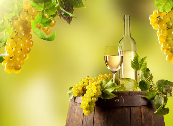 Вино в виноградник — стокове фото