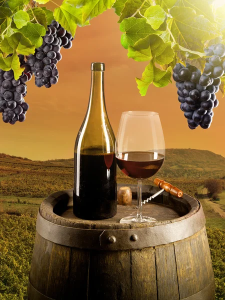 Wine in vineyard — Stock Photo, Image