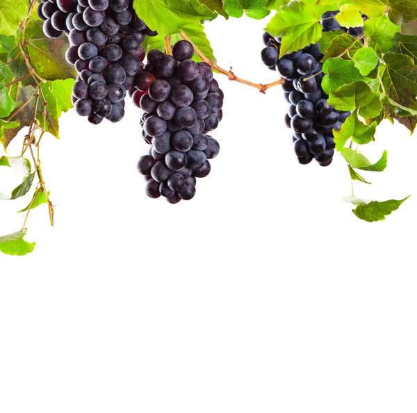 Uvas de vinho tinto isoladas sobre fundo branco — Fotografia de Stock