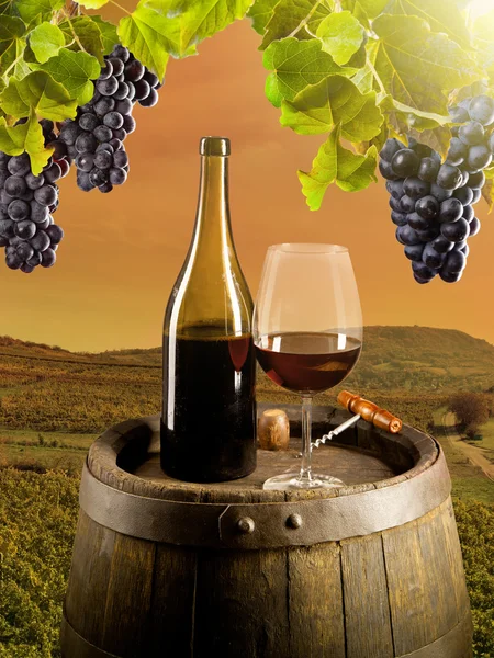 Вино в винограднике Стоковое Изображение