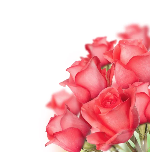 Bouquet of roses — Stock Photo, Image