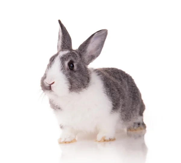 ウサギの白い背景の上 — ストック写真