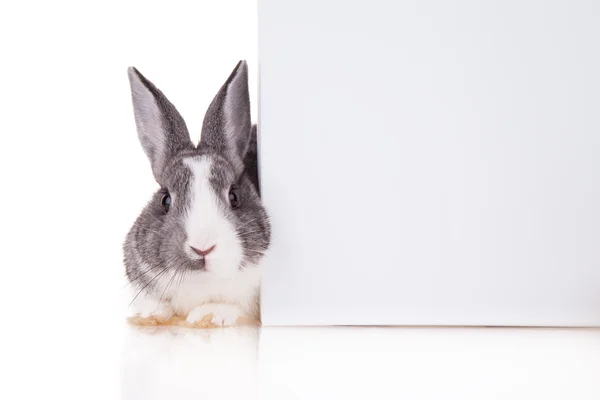 Coniglio con foglio bianco su sfondo bianco — Foto Stock