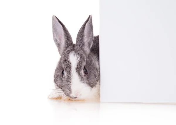 Coniglio con foglio bianco su sfondo bianco — Foto Stock